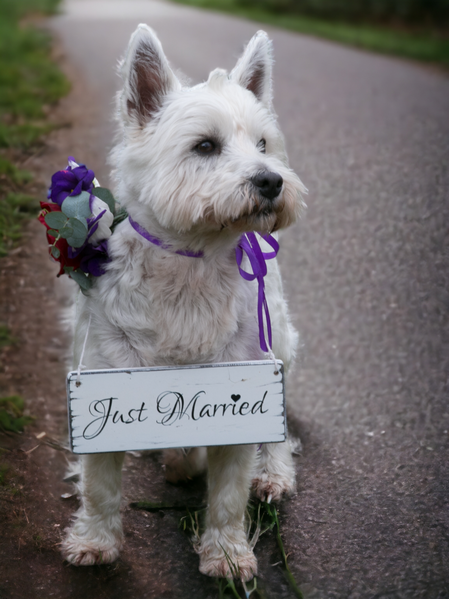 Incorporating Pets into Your Wedding Day!